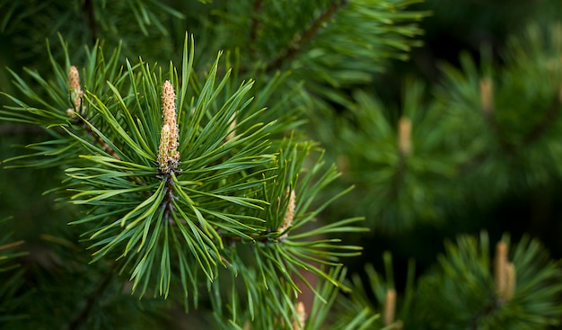 Branche d'épinette avec un cône Conifère