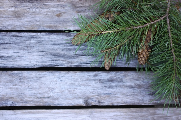 Branche d'épinette avec des cônes sur le fond en bois vieilli se bouchent