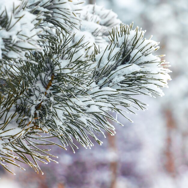 Branche d'épinette couverte de neige sur fond de forêt d'hiver_