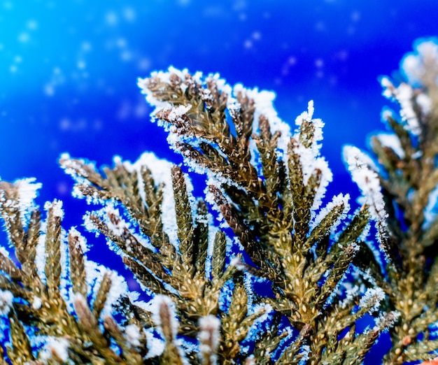 Branche d'épinette dans la neige