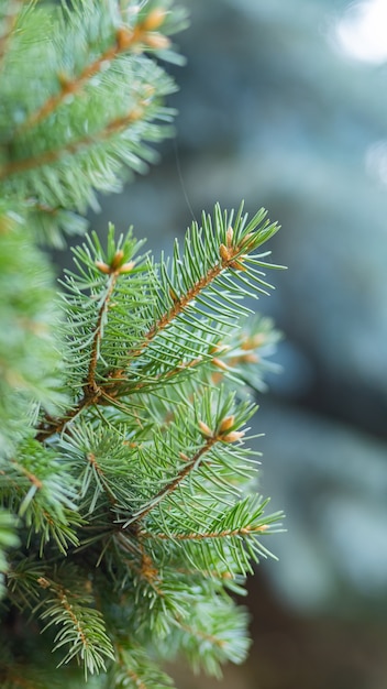 Branche d'épinette sur fond flou. Gros plan de branches de sapin.