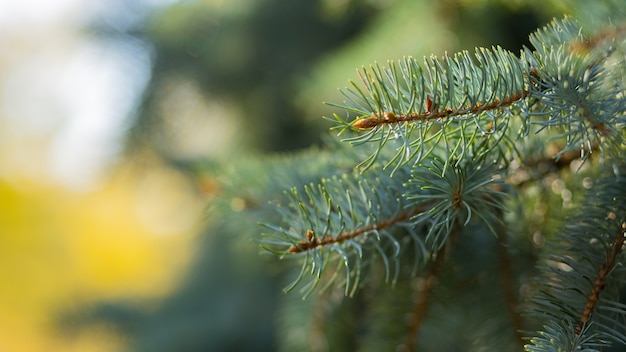 Branche d'épinette sur fond flou. Gros plan de branches de sapin.