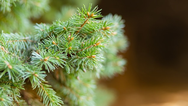 Branche d'épinette sur fond flou. Gros plan de branches de sapin.