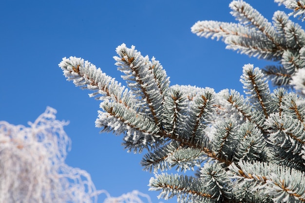 Branche d'épinette avec givre sur fond de ciel bleu Sapin de Noël avec givre