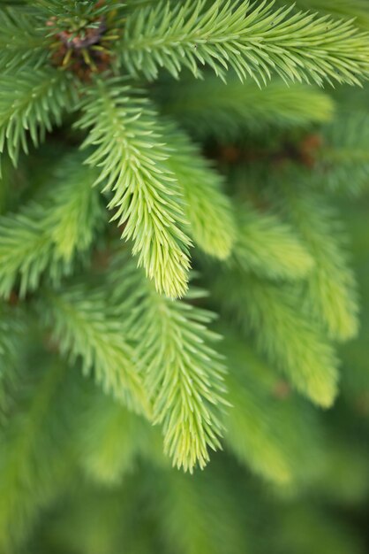 Branche d'épinette luxuriante verte. Branches de sapin. Épinette argentée, pin bleu, sapin Branche d'épinette verte et luxuriante. Branches de sapin.