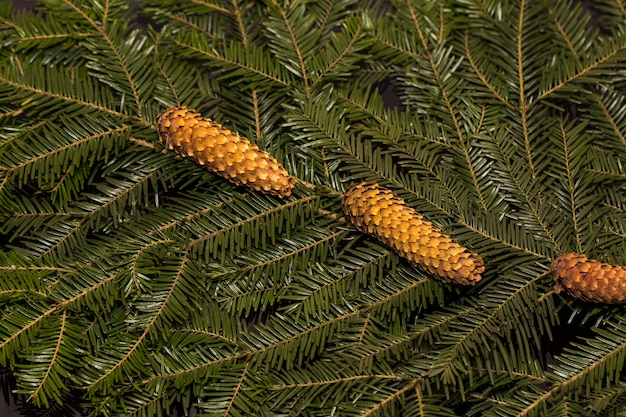 Branche d'épinette de sapin de pin vert de Noël sur fond de bois Fond de branche d'arbre de sapin close up