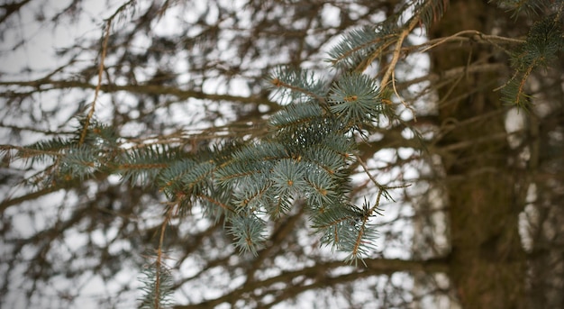 Branche d'épinette verte avec des aiguilles