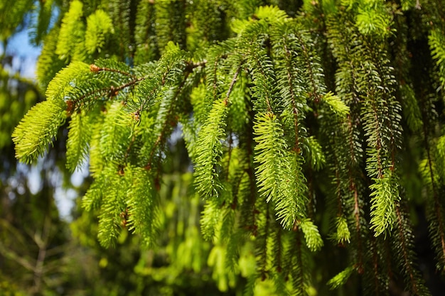 Branche d'épinette verte