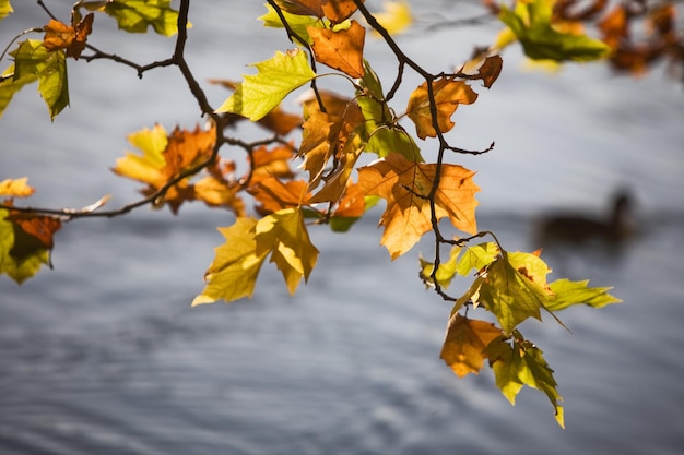 Une branche d'érable pend au-dessus de l'eau