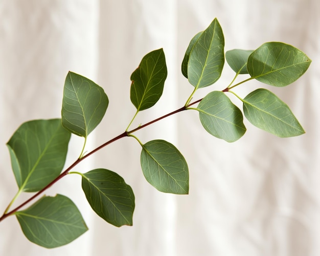 Une branche d'eucalyptus contre des rideaux blancs