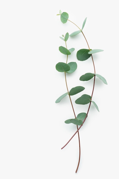 Une branche d'eucalyptus avec une enveloppe artisanale sur un fond blanc isolé