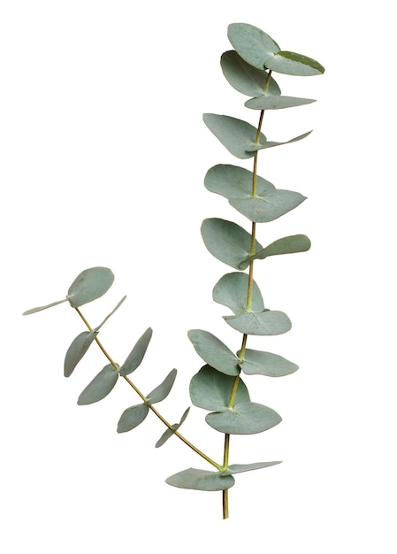 Photo branche d'eucalyptus avec des feuilles vertes sur un fond isolé