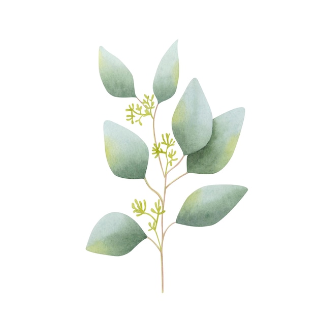 Une branche d'eucalyptus en fleurs, illustration botanique à l'aquarelle dessinée à la main