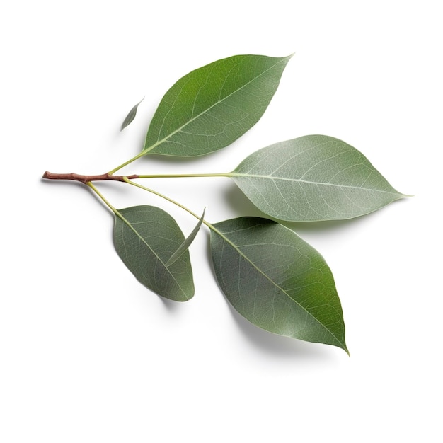 Branche d'eucalyptus isolé sur fond blanc Vue de dessus mise à plat floral concept générer ai