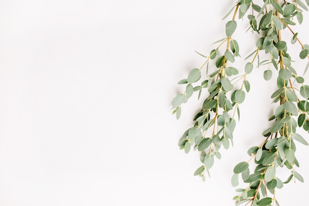 Photo branche d'eucalyptus isolé sur fond blanc. vue de dessus.