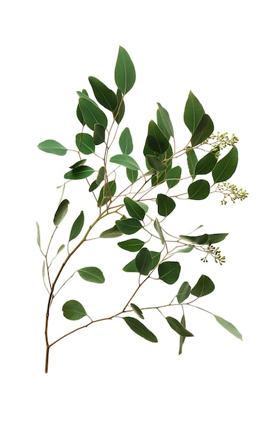 Photo branche d'eucalyptus populus sur fond blanc