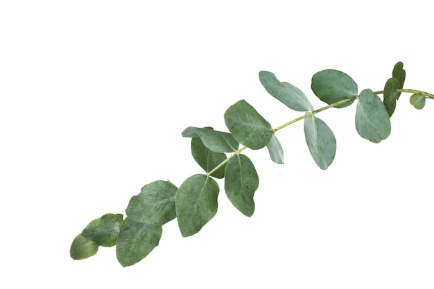 Branche d'eucalyptus vert sur fond blanc