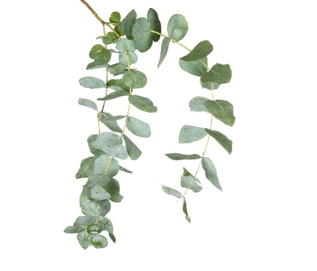 Photo branche d'eucalyptus vert sur fond blanc