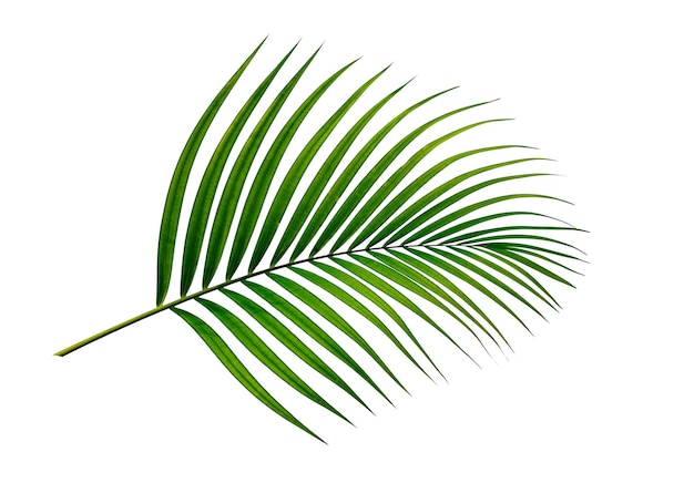 branche de feuille de palmier tropical isolé sur fond blanc