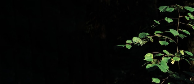 Branche de feuille verte en lumière sur une bannière noire foncée