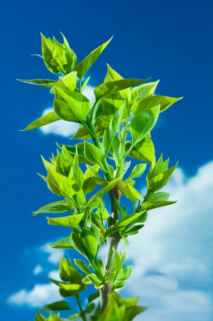 Branche de feuille verte