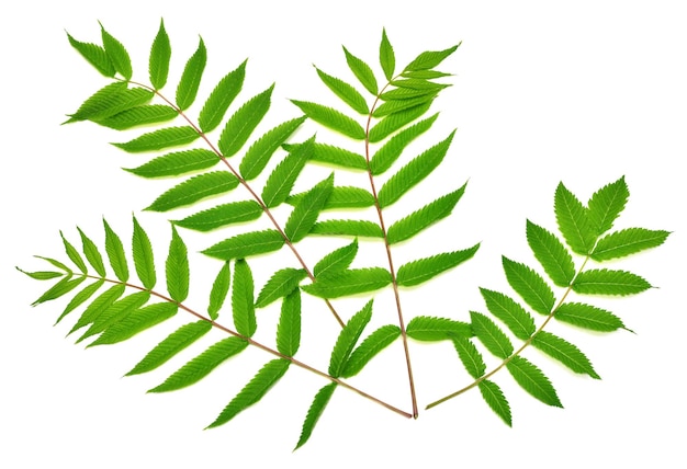 Branche Avec Des Feuilles D'astilba Isolé Sur Fond Blanc Twig Green Leaf Spring Time Flat Lay Top View