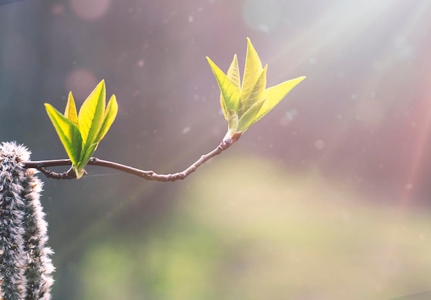 Une branche avec des feuilles au soleil avec place pour le texte Un fond naturel naturel