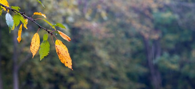 Branche avec des feuilles d'automne humides dans la forêt sur un arrière-plan flou. Panorama