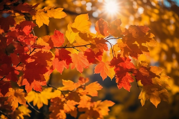 Une branche de feuilles d'automne avec le soleil qui brille à travers les feuilles