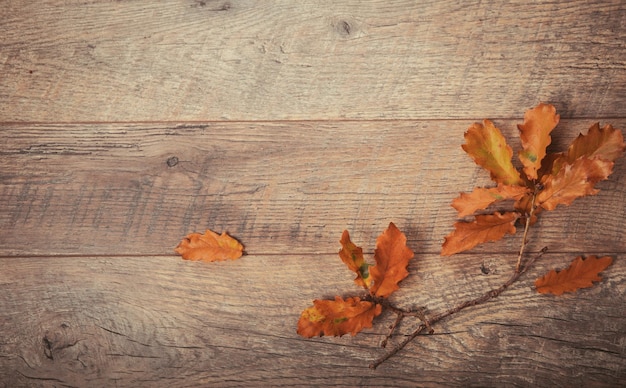 Branche avec des feuilles de chêne sèches d'automne sur le fond d'une vue de dessus d'arbre rustique mise à plat