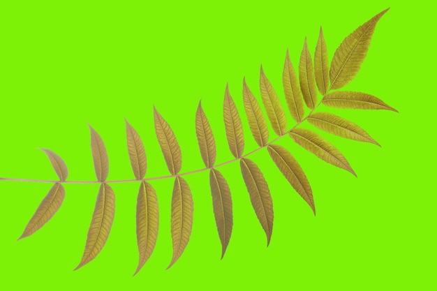 Branche avec feuilles sur fond vert végétation et botanique