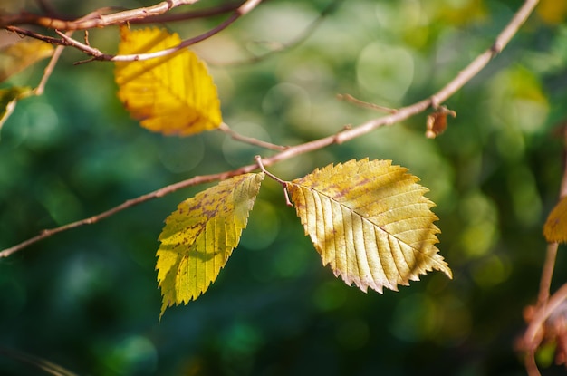 Branche avec des feuilles jaunes contre la lumière du soleil