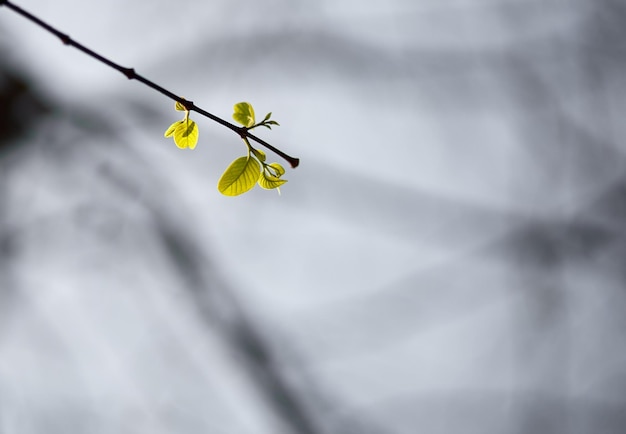 Une branche avec des feuilles jaunes et un fond gris