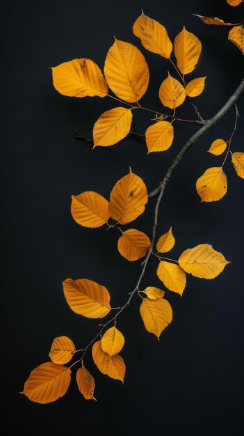 Branche avec des feuilles jaunes sur un fond noir