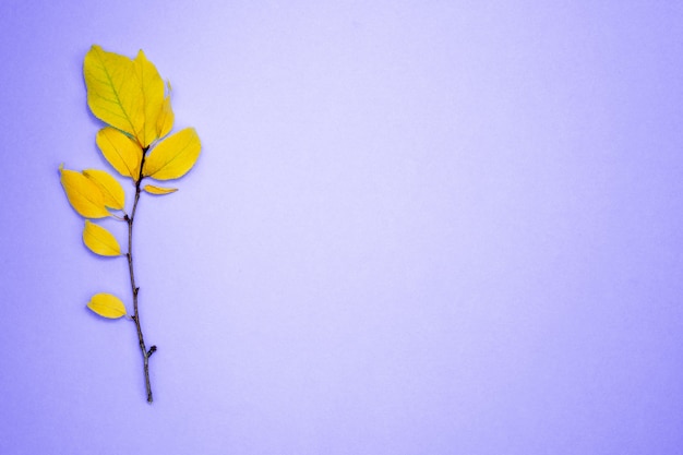 Branche à feuilles jaunes, prune, sur fond bleu clair