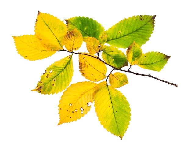 Branche avec des feuilles jaunissantes d'orme en automne