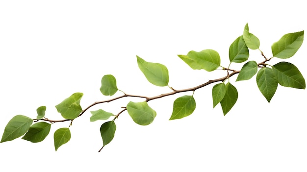 Photo branche avec des feuilles avec des veines et des cellules de texture