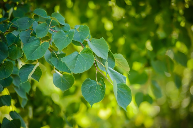 Branche avec des feuilles vert vif en été