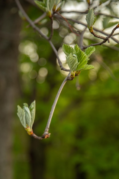 branche avec des feuilles vertes en fleurs macrophotographie d'une feuille d'un arbre