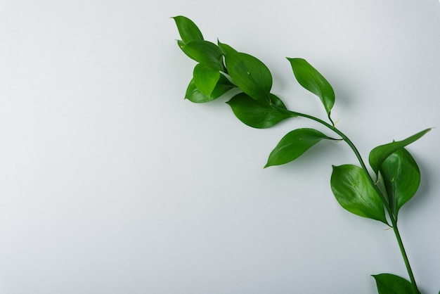 Branche avec des feuilles vertes sur fond blanc