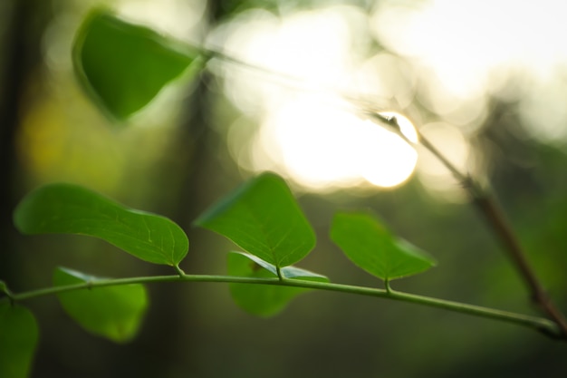 Branche avec des feuilles vertes fraîches contre la lumière du soleil