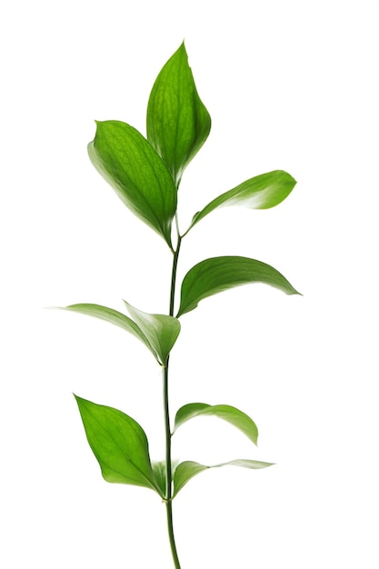 Branche avec des feuilles vertes fraîches isolées sur du blanc