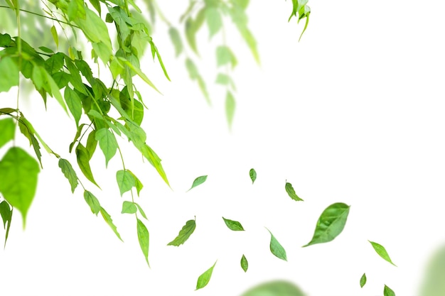 Branche de feuilles vertes fraîches nature isolé sur fond blanc