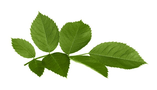 Branche avec des feuilles vertes isolées sur des feuilles blanches