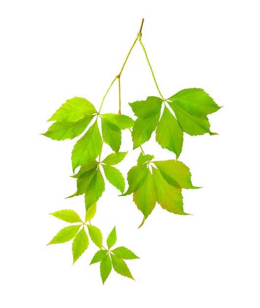 Branche avec des feuilles vertes isolées sur fond blanc