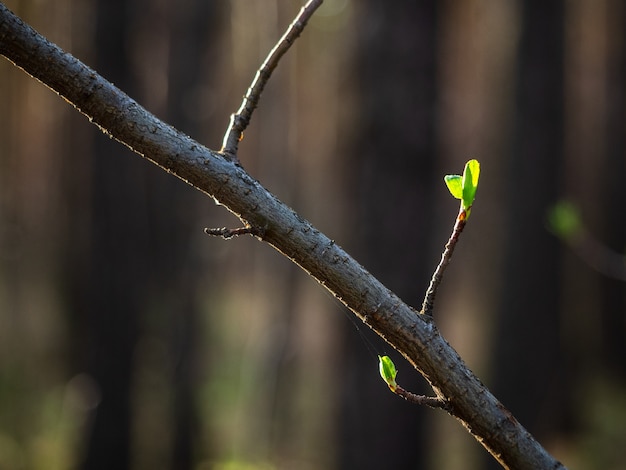 Une branche avec des feuilles vertes s'ouvrant au printemps, gros plan.