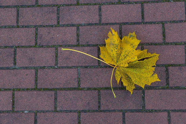 Une branche avec des feuilles vertes sur le sol de dalles de pierre grise