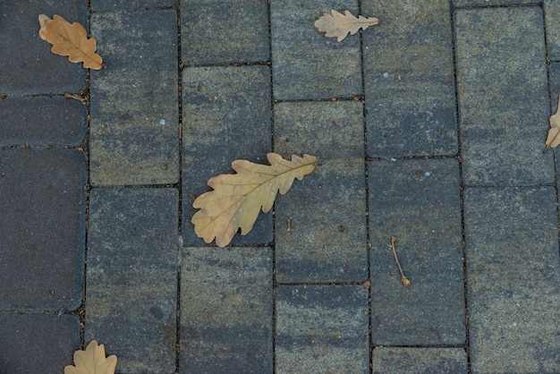 Une branche avec des feuilles vertes sur le sol de dalles de pierre grise