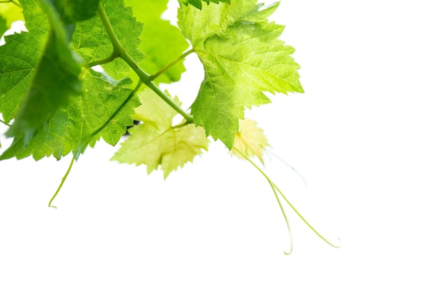 Branche de feuilles de vigne isolé sur fond blanc.