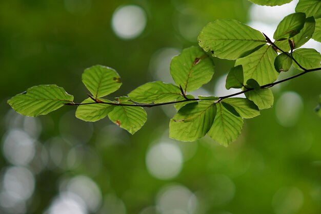 Branche avec des feuilles